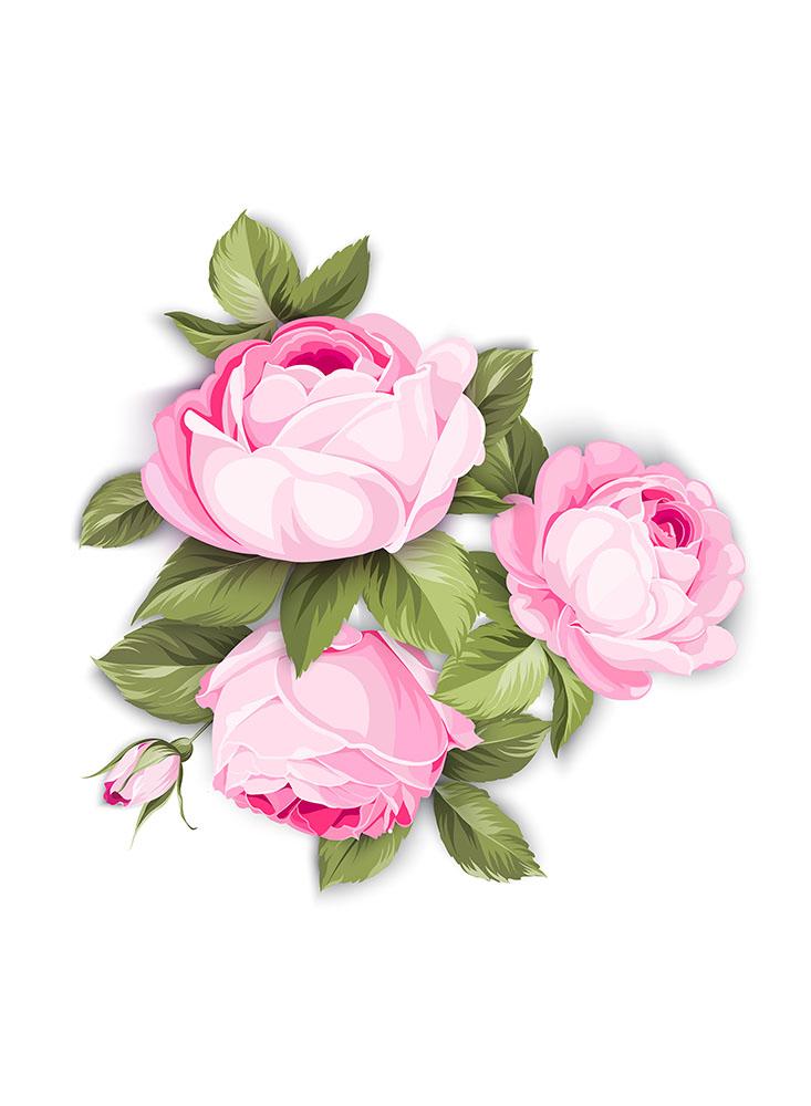 Pink Roses