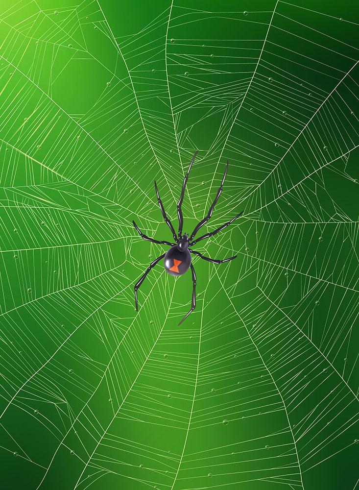 Black Widow Spider and Web