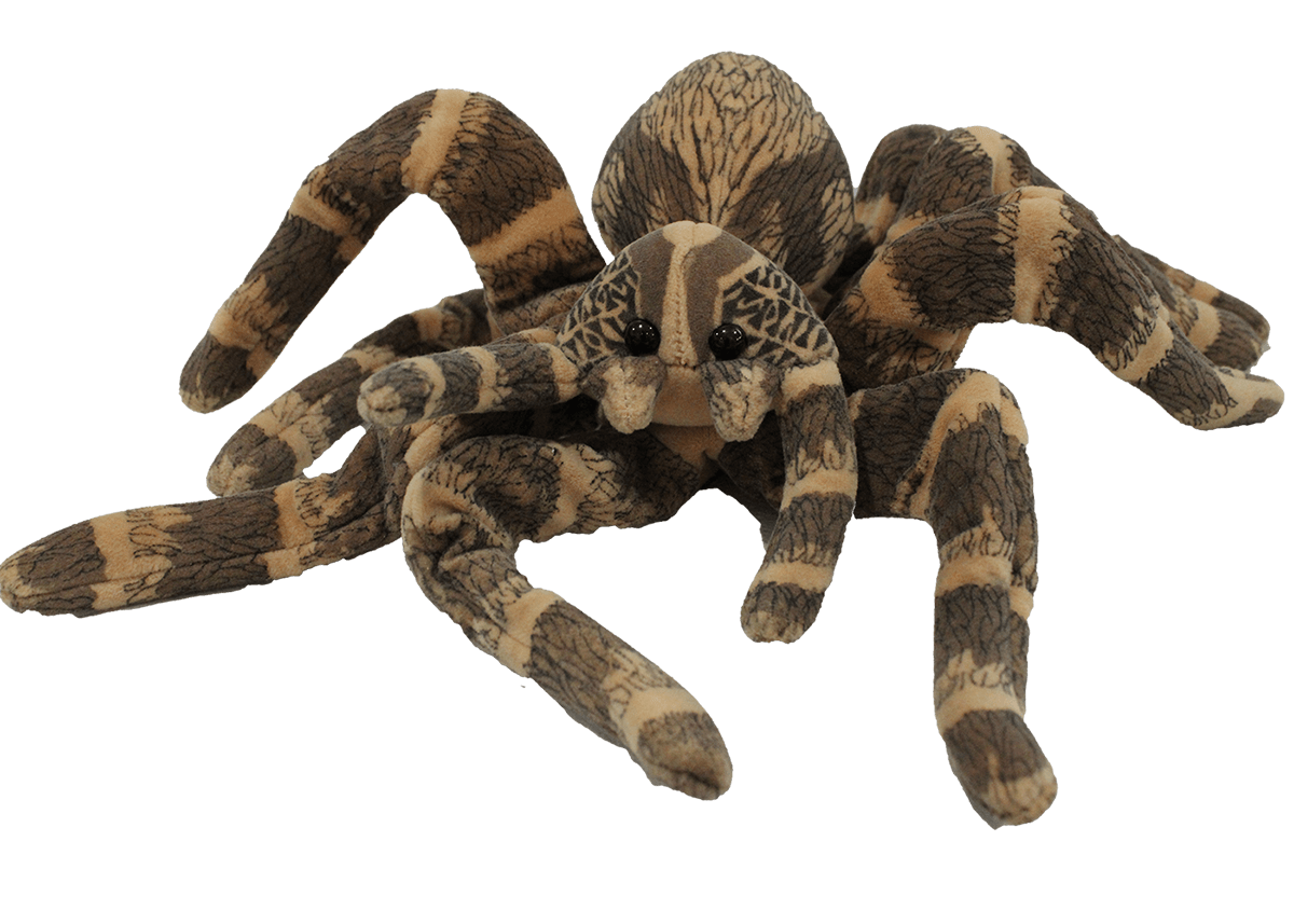 Brown Striped Spider